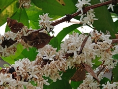 Doleschallia bisaltide