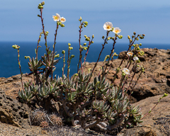 Cistanthe grandiflora