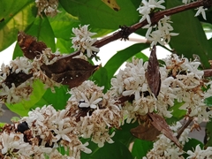 Doleschallia bisaltide