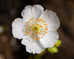 Cistanthe grandiflora
