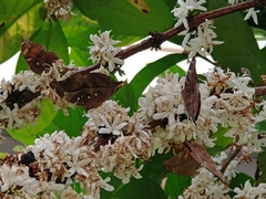 Doleschallia bisaltide