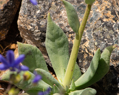 Cistanthe grandiflora