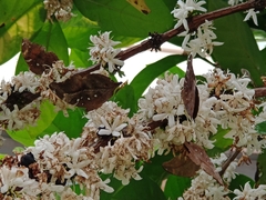 Doleschallia bisaltide