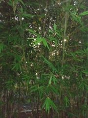 Bambusa vulgaris