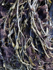 Vertebrata lanosa