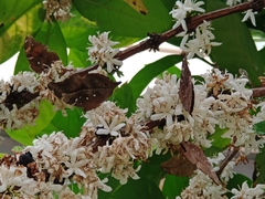 Doleschallia bisaltide