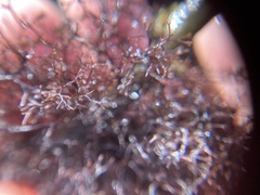 Vertebrata lanosa