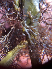 Vertebrata lanosa