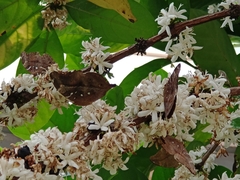 Doleschallia bisaltide