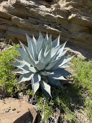Agave vizcainoensis