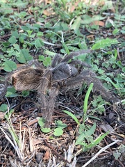 Grammostola