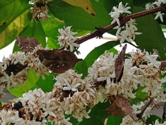 Doleschallia bisaltide