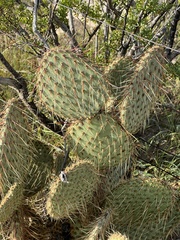 Opuntia strigil