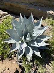 Agave vizcainoensis