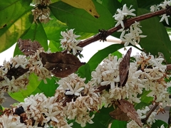 Doleschallia bisaltide