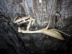 Statilia maculata maculata