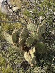 Opuntia strigil