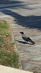 Corvus cornix