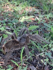Grammostola
