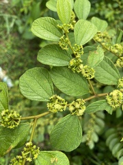 Ziziphus oenopolia