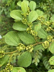 Ziziphus oenopolia