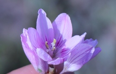 Ixia flexuosa