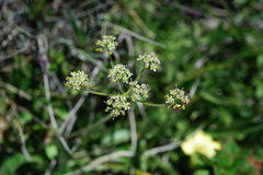 Pimpinella niitakayamensis