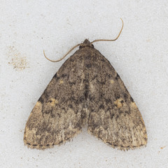 Idia aemula