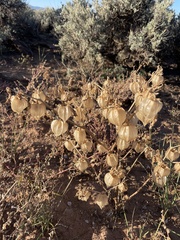 Physalis neomexicana