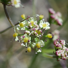 Pimpinella niitakayamensis