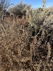 Salsola tragus