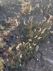 Bouteloua gracilis