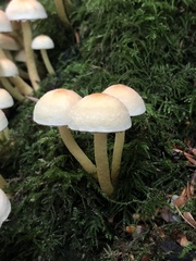 Hypholoma fasciculare
