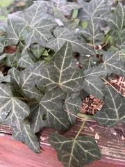 Hedera