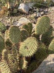 Opuntia strigil