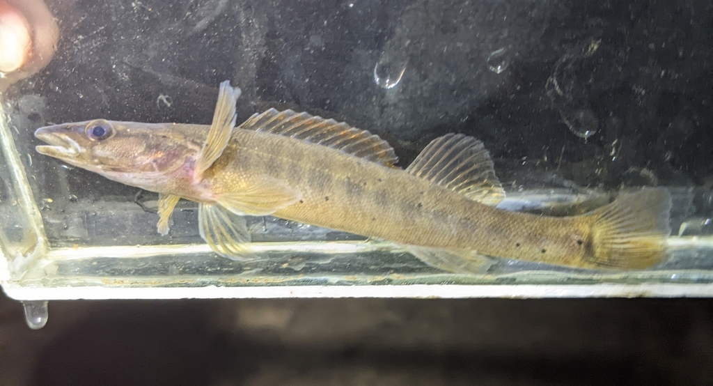 Olive Darter