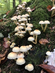 Hypholoma fasciculare