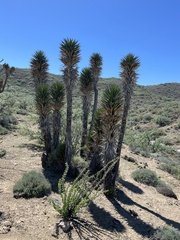 Yucca valida