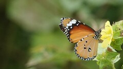 Danaus chrysippus