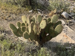 Opuntia strigil
