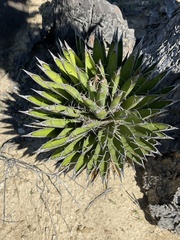 Yucca valida