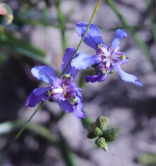 Moraea lugubris