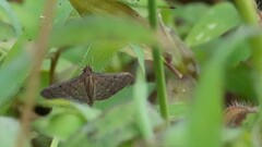 Herpetogramma licarsisalis