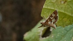 Sameodes cancellalis