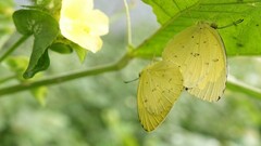 Eurema hecabe