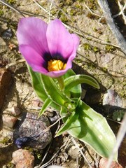 Eurystigma