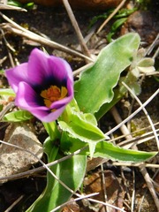 Eurystigma