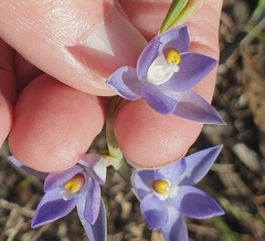 Thelymitra alcockiae
