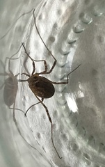 Oligolophinae