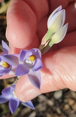 Thelymitra alcockiae